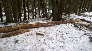 This tree (which I dragged off the trail)